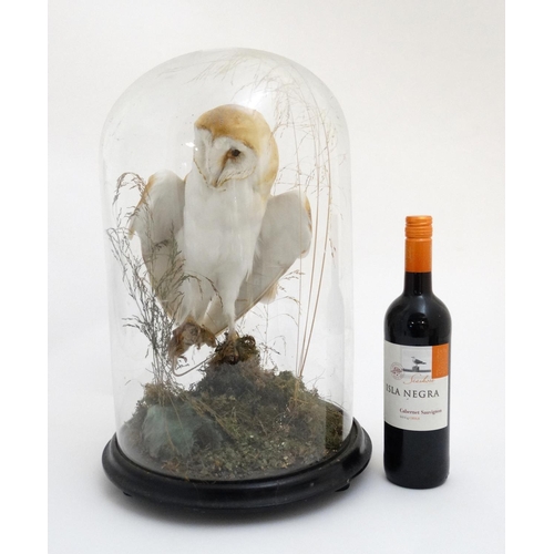 60 - Taxidermy : A c1900 dome - cased Barn Owl , mounted within natural setting with wings outstretched a... 