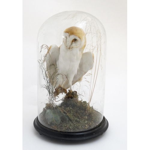 60 - Taxidermy : A c1900 dome - cased Barn Owl , mounted within natural setting with wings outstretched a... 