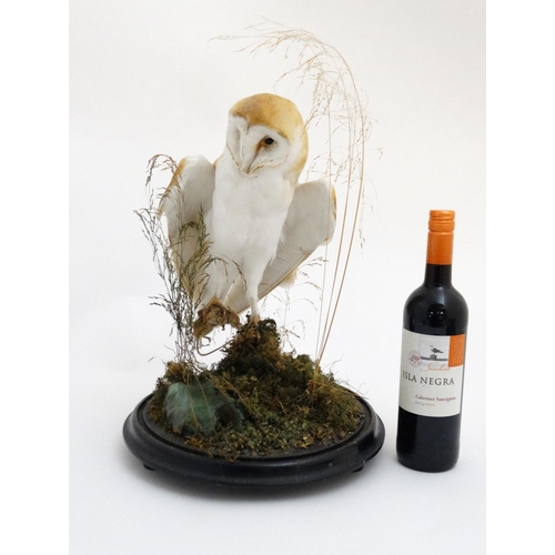 60 - Taxidermy : A c1900 dome - cased Barn Owl , mounted within natural setting with wings outstretched a... 