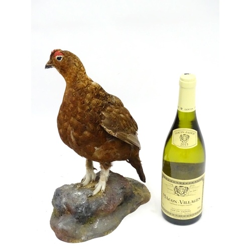 61 - Taxidermy: A mount of a red grouse, posed standing, affixed to a rock plinth, the whole 13 3/4'' tal... 