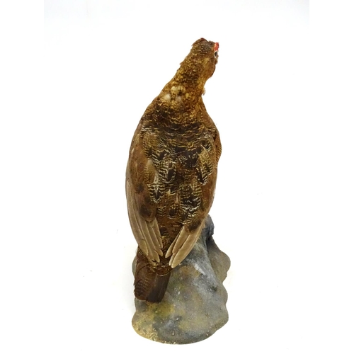 61 - Taxidermy: A mount of a red grouse, posed standing, affixed to a rock plinth, the whole 13 3/4'' tal... 