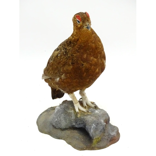 61 - Taxidermy: A mount of a red grouse, posed standing, affixed to a rock plinth, the whole 13 3/4'' tal... 