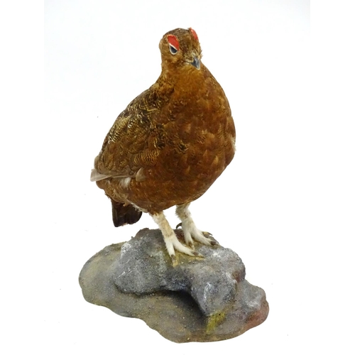 61 - Taxidermy: A mount of a red grouse, posed standing, affixed to a rock plinth, the whole 13 3/4'' tal... 