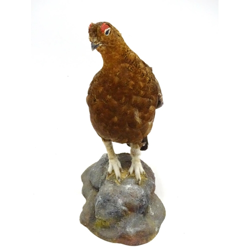 61 - Taxidermy: A mount of a red grouse, posed standing, affixed to a rock plinth, the whole 13 3/4'' tal... 