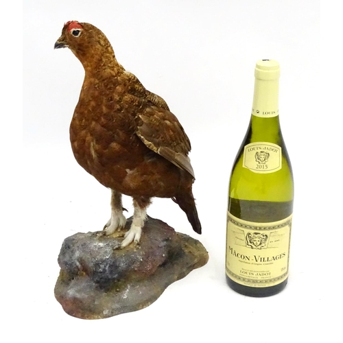 61 - Taxidermy: A mount of a red grouse, posed standing, affixed to a rock plinth, the whole 13 3/4'' tal... 