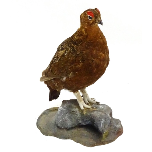 61 - Taxidermy: A mount of a red grouse, posed standing, affixed to a rock plinth, the whole 13 3/4'' tal... 