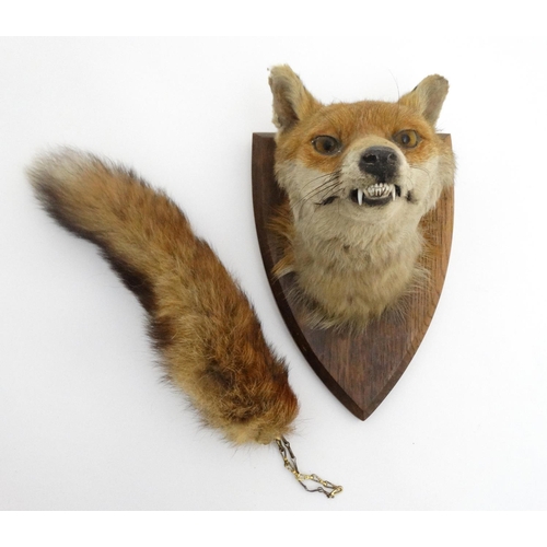 62 - Taxidermy : A W Ecutt , Newport : A Fox Mask mounted on an oak shield plinth , together with Brush .... 