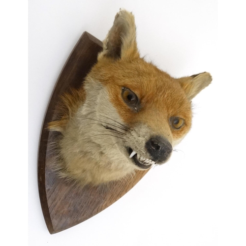 62 - Taxidermy : A W Ecutt , Newport : A Fox Mask mounted on an oak shield plinth , together with Brush .... 