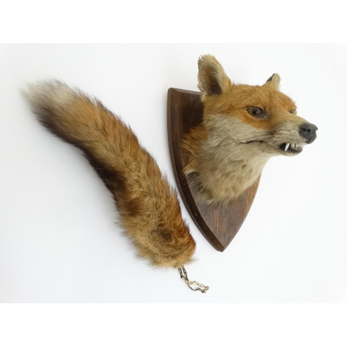 62 - Taxidermy : A W Ecutt , Newport : A Fox Mask mounted on an oak shield plinth , together with Brush .... 