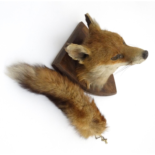 62 - Taxidermy : A W Ecutt , Newport : A Fox Mask mounted on an oak shield plinth , together with Brush .... 