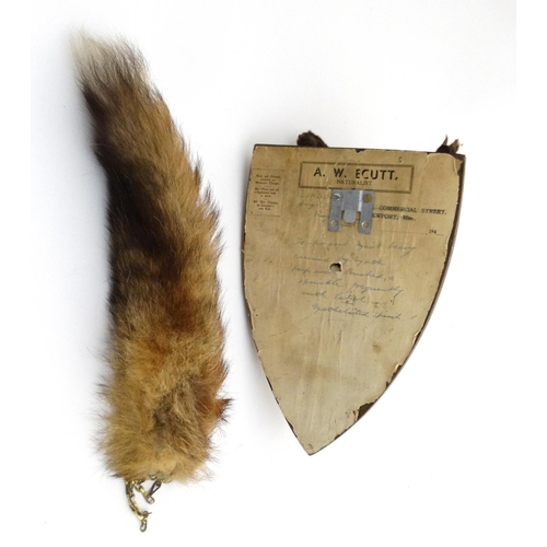 62 - Taxidermy : A W Ecutt , Newport : A Fox Mask mounted on an oak shield plinth , together with Brush .... 