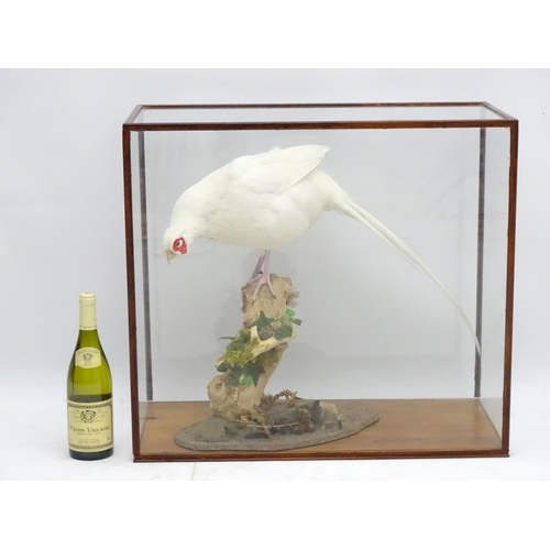 63 - Taxidermy: A cased mount of a white cock pheasant by Nigel Lucas, posed standing, affixed to an elde... 