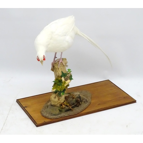 63 - Taxidermy: A cased mount of a white cock pheasant by Nigel Lucas, posed standing, affixed to an elde... 