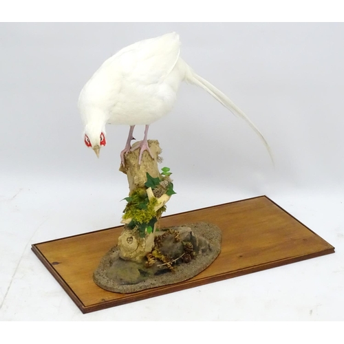 63 - Taxidermy: A cased mount of a white cock pheasant by Nigel Lucas, posed standing, affixed to an elde... 