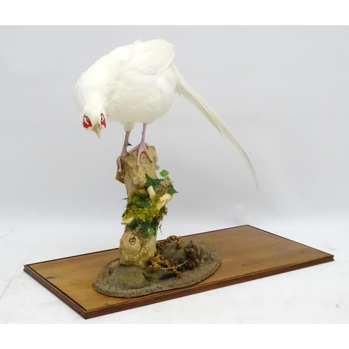 63 - Taxidermy: A cased mount of a white cock pheasant by Nigel Lucas, posed standing, affixed to an elde... 