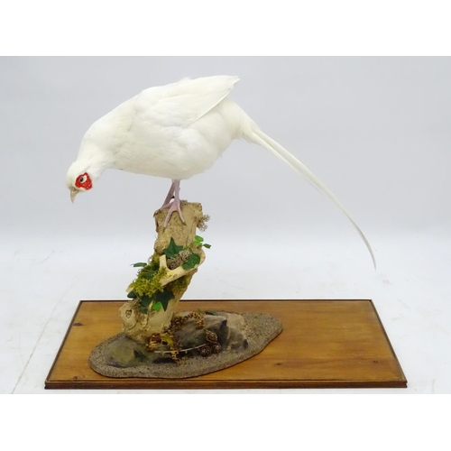 63 - Taxidermy: A cased mount of a white cock pheasant by Nigel Lucas, posed standing, affixed to an elde... 