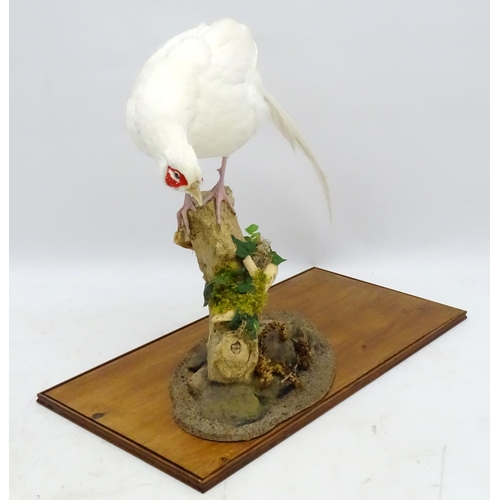 63 - Taxidermy: A cased mount of a white cock pheasant by Nigel Lucas, posed standing, affixed to an elde... 