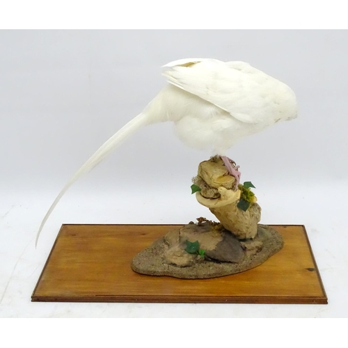 63 - Taxidermy: A cased mount of a white cock pheasant by Nigel Lucas, posed standing, affixed to an elde... 