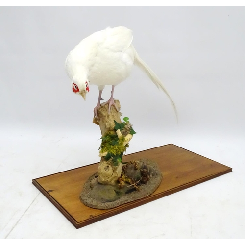 63 - Taxidermy: A cased mount of a white cock pheasant by Nigel Lucas, posed standing, affixed to an elde... 