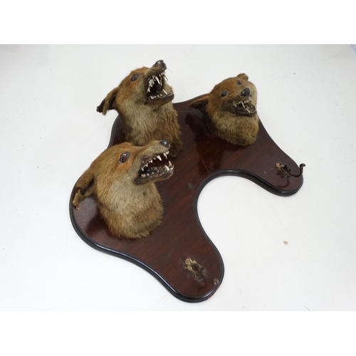 64 - Taxidermy : An Edwardian mahogany wall plaque with three affixed Fox masks and two hangers , bears l... 