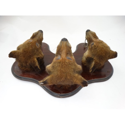 64 - Taxidermy : An Edwardian mahogany wall plaque with three affixed Fox masks and two hangers , bears l... 