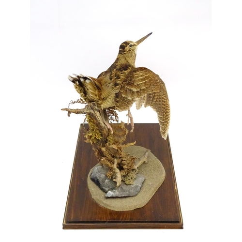 65 - Taxidermy: A cased mount of a woodcock by Nigel Lucas, posed flushing, affixed to a branch with fern... 