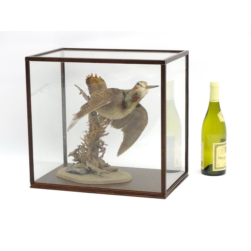 65 - Taxidermy: A cased mount of a woodcock by Nigel Lucas, posed flushing, affixed to a branch with fern... 