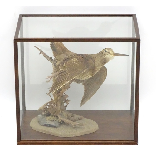 65 - Taxidermy: A cased mount of a woodcock by Nigel Lucas, posed flushing, affixed to a branch with fern... 