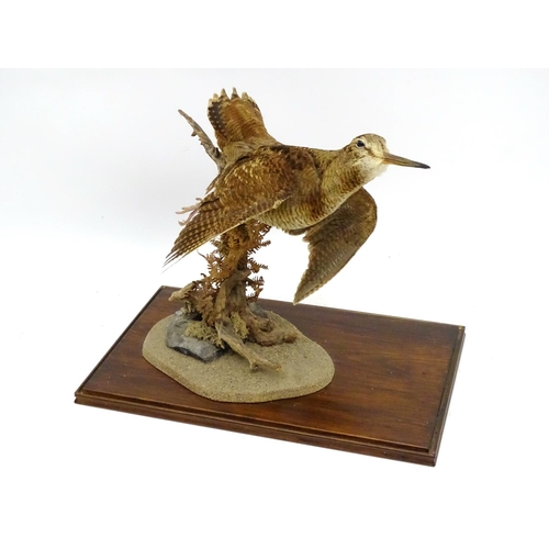 65 - Taxidermy: A cased mount of a woodcock by Nigel Lucas, posed flushing, affixed to a branch with fern... 