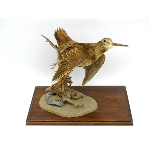 65 - Taxidermy: A cased mount of a woodcock by Nigel Lucas, posed flushing, affixed to a branch with fern... 