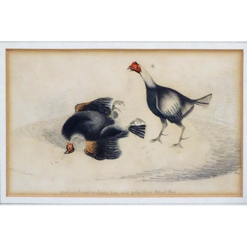 75 - Cockfighting: WS Littlehestry? XVIII/XIV, Watercolour, 'A Black Breasted Give and a yellow legged bl... 