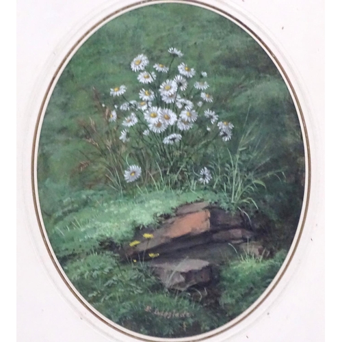 38 - Pierre Langlade (1812-1909) French, Gouauche oval, Wild OxEye Daisies, Signed lower middle, 7 x 5 3/... 