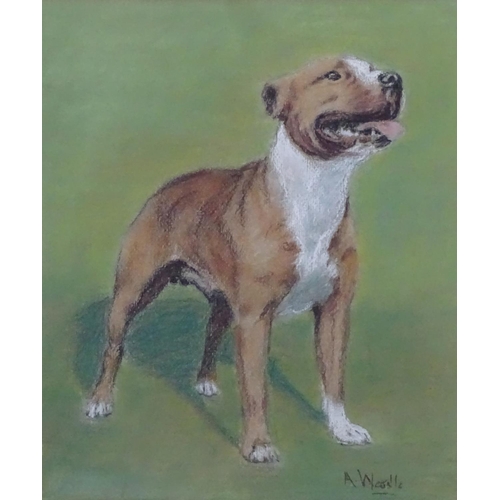 45 - A Wardle XIX- XX Canine School Arthur Wardle ?, Mixed media & chalk  Portrait of a Boxer (?) Dog Sig... 