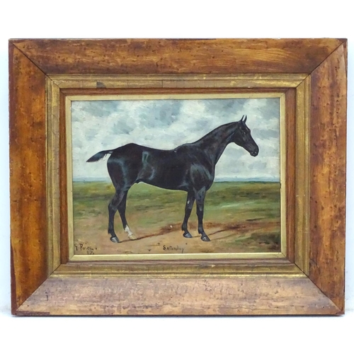 50 - George Paice (1854-1925) Equine School Oil on board 'Saturday 97' portrait of a Black Horse with one... 