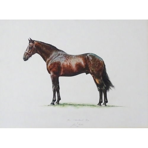 51 - Jane Purkis 1981 Equine School, Watercolour and gouache 'The Cleveland Bay' Signed, titled and dated... 