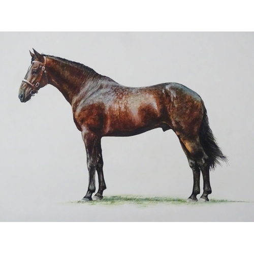 51 - Jane Purkis 1981 Equine School, Watercolour and gouache 'The Cleveland Bay' Signed, titled and dated... 