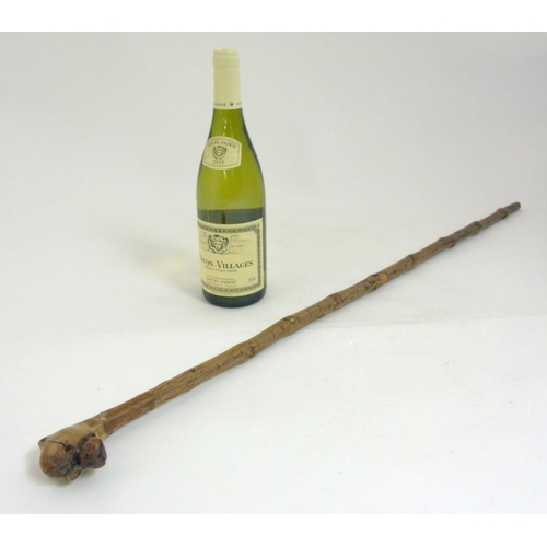 197 - A Folk Art carved hazel walking stick / cane, the root ball carved as the head of a boxer dog. the w... 