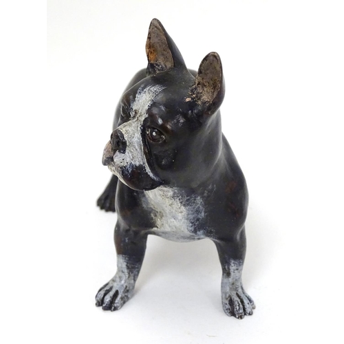 236 - A 21stC cold painted bronze figure of a French bulldog. Approx 4'' high