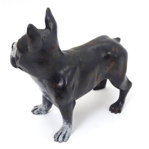 236 - A 21stC cold painted bronze figure of a French bulldog. Approx 4'' high