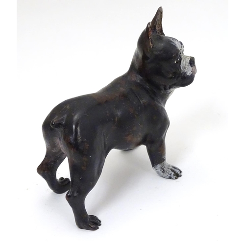 236 - A 21stC cold painted bronze figure of a French bulldog. Approx 4'' high