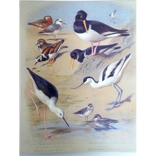 40 - Book: 'British Birds' written and illustrated by A. Thornburn, F.Z.S, Vol. IV, second edition, with ... 