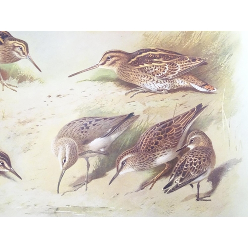 40 - Book: 'British Birds' written and illustrated by A. Thornburn, F.Z.S, Vol. IV, second edition, with ... 