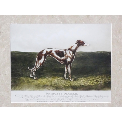 437 - Greyhound dog : Edwin Henry Hunt (XIX), Hand coloured lithograph, 'Princess Dagmar ....' ( mentions ... 