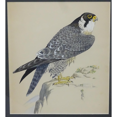 50 - William Neave Parker (1910-1961), Watercolour, 'Peregrine Falcon ', Signed lower right and titled un... 