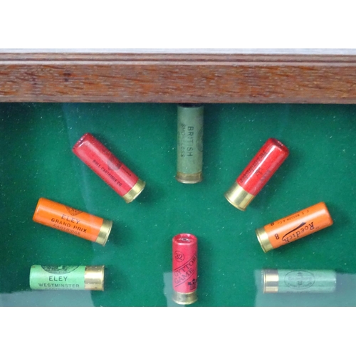 527 - Cartridge display board: A 20thC shotgun cartridge display case, the baize lined shadow box with oak... 