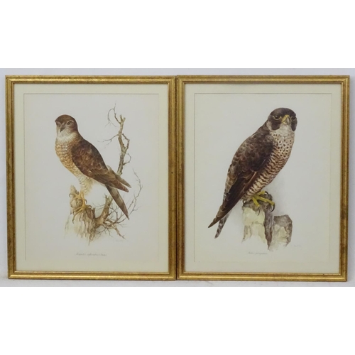 59 - After Wilhelm Buhler (1924-2004) German, 4 coloured engravings, Asia-outs ( Long Eared Owl ), Accipi... 