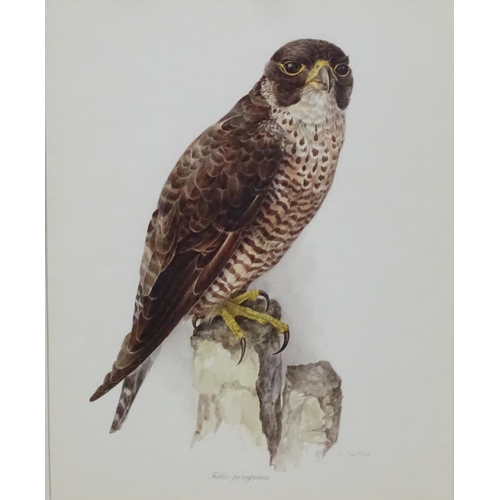 59 - After Wilhelm Buhler (1924-2004) German, 4 coloured engravings, Asia-outs ( Long Eared Owl ), Accipi... 