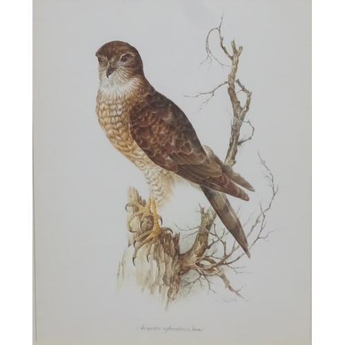 59 - After Wilhelm Buhler (1924-2004) German, 4 coloured engravings, Asia-outs ( Long Eared Owl ), Accipi... 