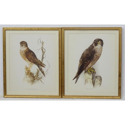 59 - After Wilhelm Buhler (1924-2004) German, 4 coloured engravings, Asia-outs ( Long Eared Owl ), Accipi... 