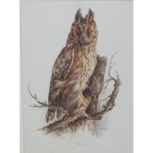 59 - After Wilhelm Buhler (1924-2004) German, 4 coloured engravings, Asia-outs ( Long Eared Owl ), Accipi... 